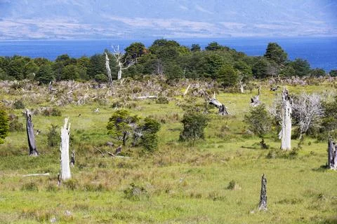 Native Beech and Pine forest between Puerto Natales and Seno Obstruccion chop Stock Photos