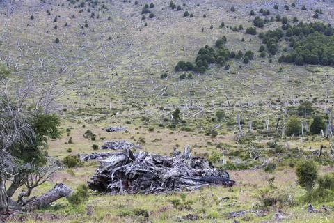 Native Beech and Pine forest between Puerto Natales and Seno Obstruccion chop Stock Photos