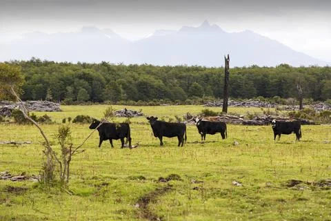 Native Beech and Pine forest between Puerto Natales and Seno Obstruccion chop Stock Photos