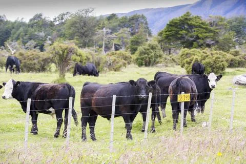 Native Beech and Pine forest between Puerto Natales and Seno Obstruccion chop Stock Photos