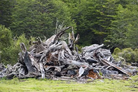 Native Beech and Pine forest between Puerto Natales and Seno Obstruccion chop Stock Photos