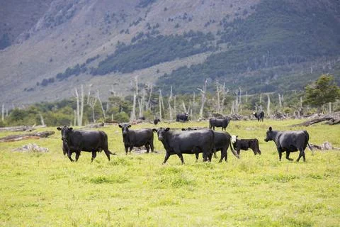 Native Beech and Pine forest between Puerto Natales and Seno Obstruccion chop Stock Photos