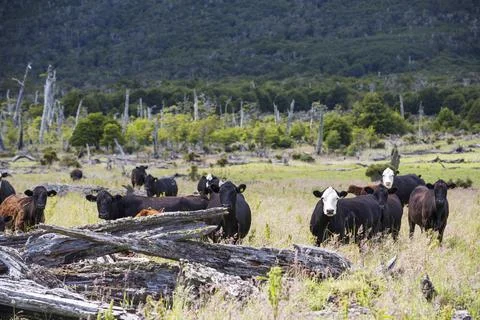 Native Beech and Pine forest between Puerto Natales and Seno Obstruccion chop Stock Photos