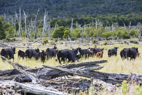 Native Beech and Pine forest between Puerto Natales and Seno Obstruccion chop Stock Photos