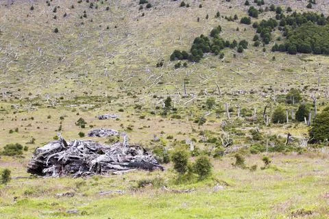 Native Beech and Pine forest between Puerto Natales and Seno Obstruccion chop Stock Photos