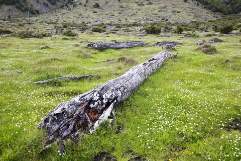 Native Beech and Pine forest between Puerto Natales and Seno Obstruccion chop Stock Photos