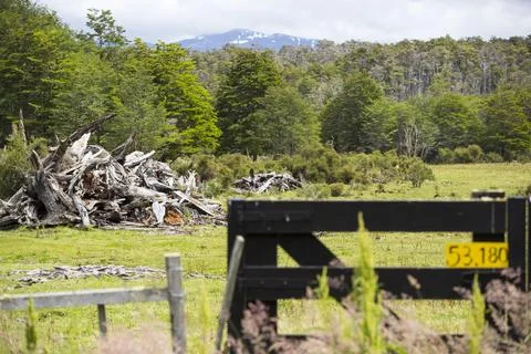 Native Beech and Pine forest between Puerto Natales and Seno Obstruccion chop Stock Photos