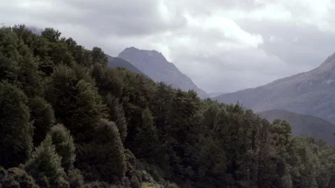 Native Beech Tree forest in New Zealand Stock Footage 159802716