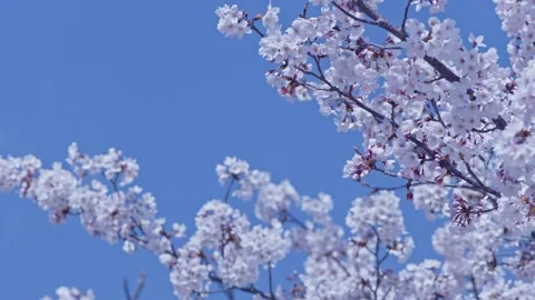 Native bees feeding on fully bloomed cherry blossoms Stock Footage 173991068