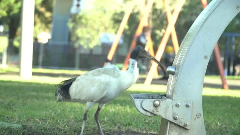 Native Bird walks away from drinking water fountain Stock Footage 197298764