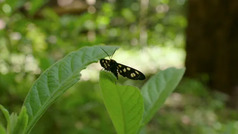 Native black butterfly moth, rests in bush, Australia, QLD, Gondwana, Wollumbin Stock Footage 236513125