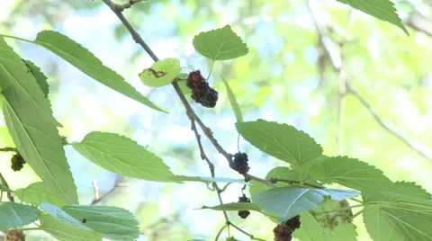 Native blackberry fruit, Raspberry Framboesa 01 Video stock 41799002