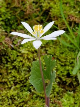 Native Blood Root Flower 写真素材