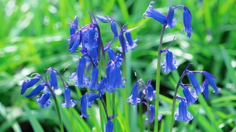 Native Bluebells backlit by sun with spiders webs Stock Footage 75211193