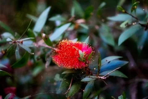 Native Bottlebrush Flower Stock Photos