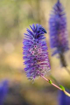 Native Bottlebrush shrub called Mala Mala blooms in vibrant colors in Western Stock Photos