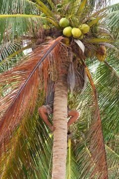 Native boy climbing on palm tree trunk Stock Photos