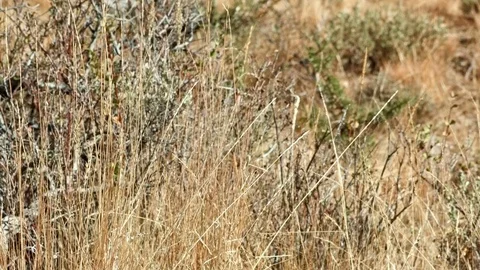 Native bunchgrass Kiger Lookout Diamond Steens Mountain Near Malhuer Wildlife Stock-Footage 81795538