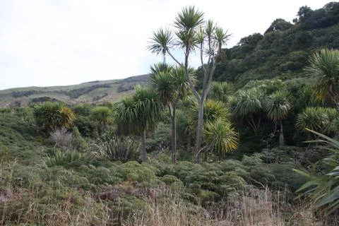 Native bush Okia Flat, Otago Peninsula, Dunedin, New Zealand Stock Photos