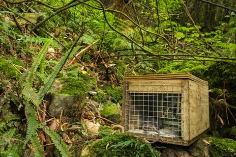 Native bush pest control Stock Photos