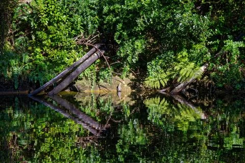 Native bush reflected in a stream, Abel Tasman National Park Stock Photos
