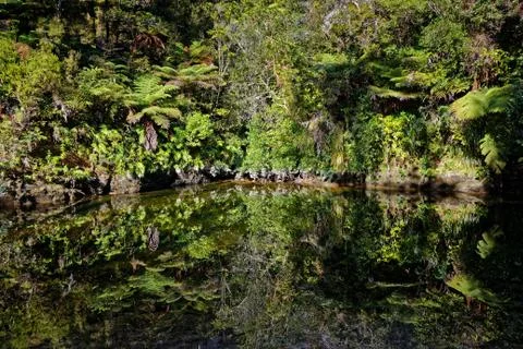 Native bush reflected in a stream, Abel Tasman National Park Stock Photos