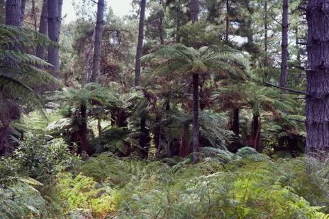 Native Bush Walk. Stock-Fotos