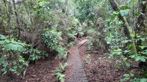 Native bush walking path, Taupo, New Zealand Video stock 320655288