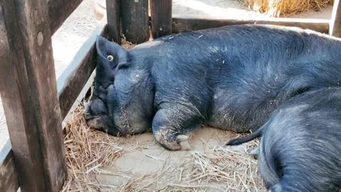 Native Chato Murciano Pig Sleeping on Straw in Traditional Spanish Farmstead 스톡 동영상 332167214