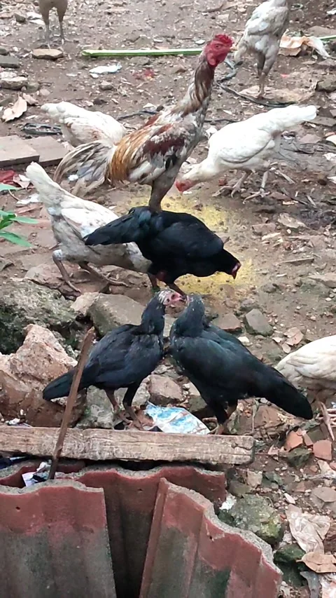 Native chicken is eating 스톡 동영상 218256283