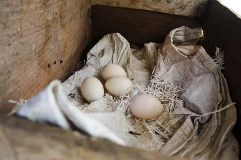 Native chicken eggs in the nest Stock Photos