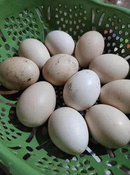 Native chicken eggs Foto stock