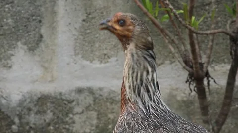Native chicken Video stock 242148399
