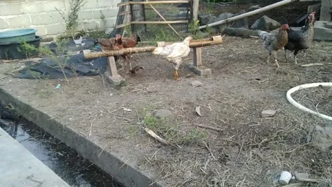 Native Chicken Livestock Stock Footage 230062674