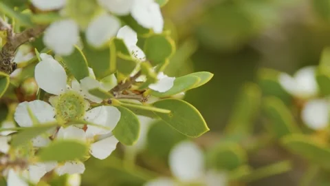 Native Coastal Tea Tree Flowers With Bees in Sandy Habitat Stock Footage 317076567