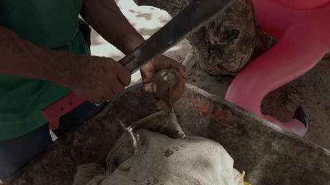 Native cuts coconut on the beach Stock Footage 129655406