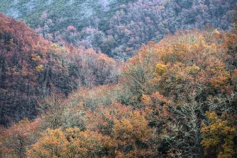 Native deciduous forests display their autumn colours Stock Photos