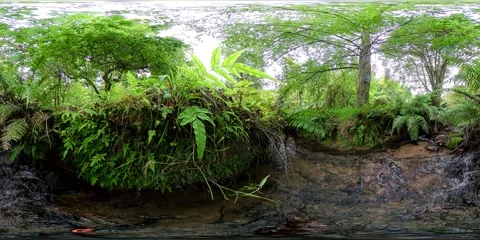 Native Fern Forest Stream - VR360 360VR Panoramic View New Zealand Stock Footage 331553406