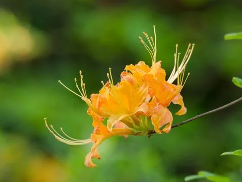 Native Flame Azalea blossoms 库存照片