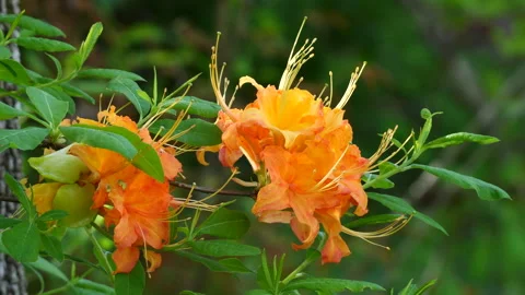Native Flame Azalea Flower Stock Footage 238861828