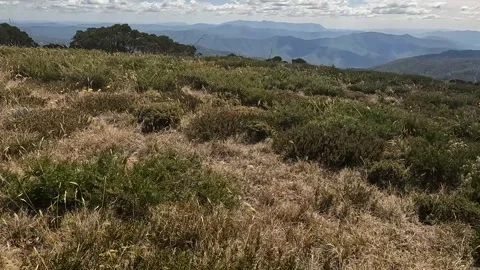 Native Flora and Scenic High Country Landscape in Victorias Alpine National.. Stock Footage 312063598