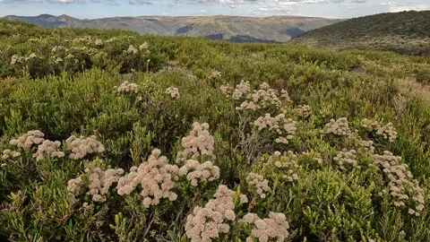 Native Flora and Scenic High Country Landscape in Victorias Alpine National.. Stock Footage 312063599