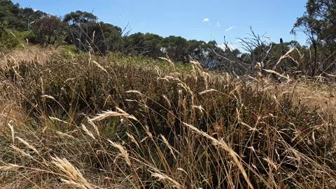Native Flora and Scenic High Country Landscape in Victorias Alpine National.. Stock Footage 312063607