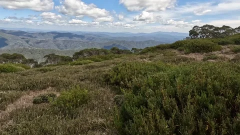 Native Flora and Scenic High Country Landscape in Victorias Alpine National.. Stock Footage 312063633