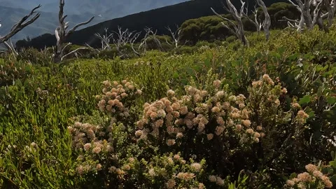 Native Flora and Scenic High Country Landscape in Victorias Alpine National.. Stock Footage 312063654