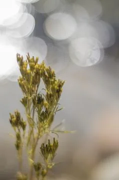 Native flora Stock Photos