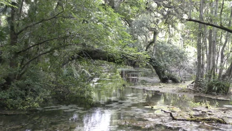 Native Florida swamp Stock Footage 147294262