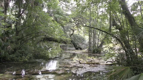 Native Florida vegetation Stock Footage 147163963