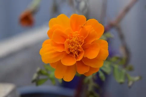 Native Flower Fotos Stock