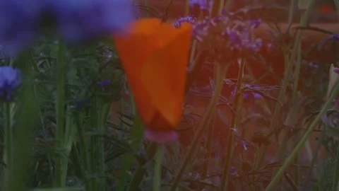 Native flower scene Stock Footage 256388352